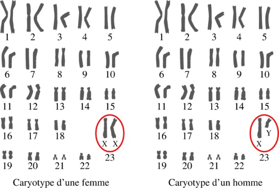 Caryotype