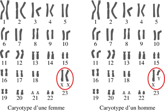 Caryotype